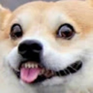 Meet your Posher, Peter